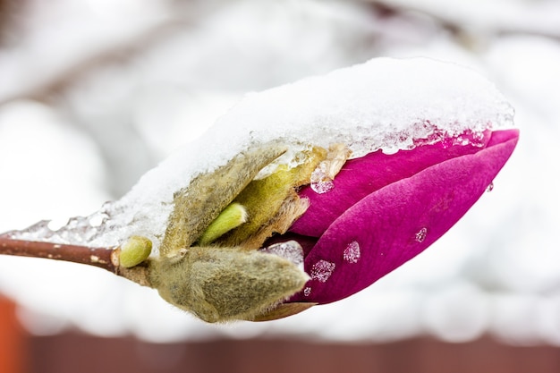 Un bocciolo di magnolia nella neve da vicino snow