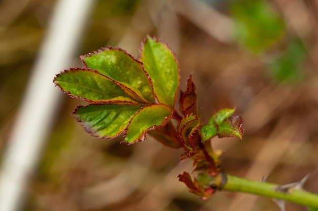 Un bocciolo di rosa con foglie verdi