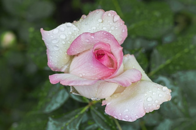 Un bocciolo di rosa con gocce d'acqua dopo la pioggia, colore rosa chiaro