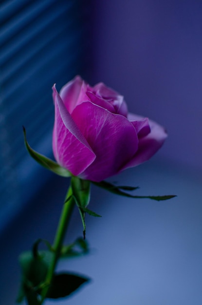 Un bocciolo di rosa delicata in un vaso