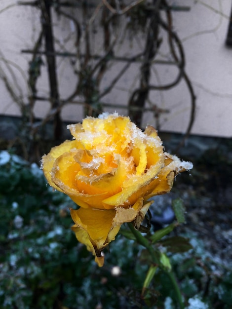 Un bocciolo di rosa gialla è coperto di neve Foglie verdi sotto la neve sul retro sfondo sfocato