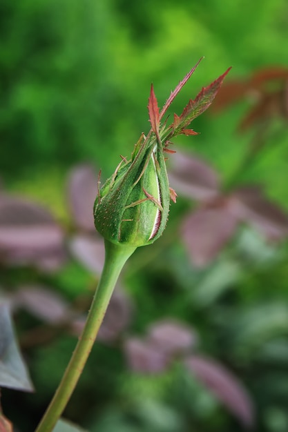 Un bocciolo di rosa non aperto su un ramo nel giardino