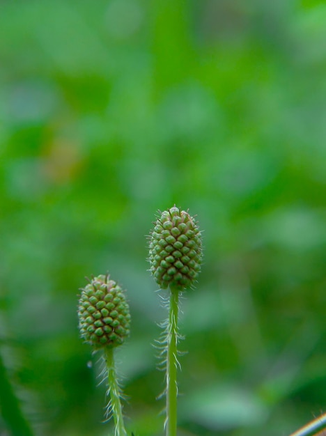 Un bocciolo verde che non sboccia