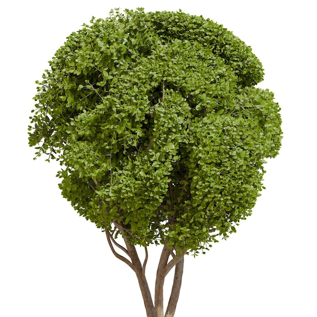 Un bonsai circolare di Ficus concinna topiario potato vista anteriore