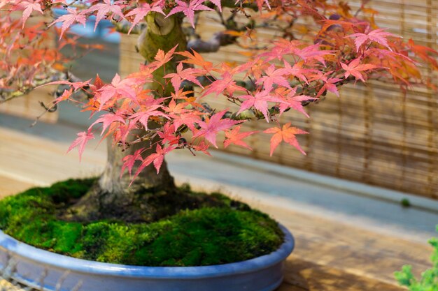 Un bonsai di acero storto con foglioline rosse