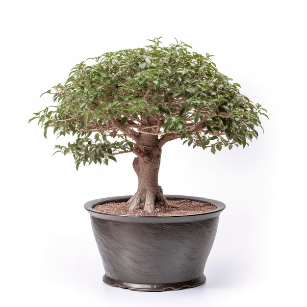 Un bonsai in vaso con uno sfondo bianco