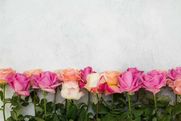 Un bordo di rose su sfondo grigio