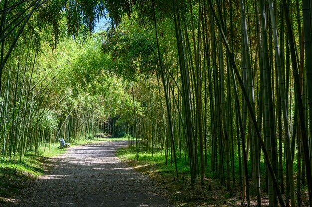 Un boschetto di bambù verde con il sole tra i tronchi Sukhumi Botanical Garden