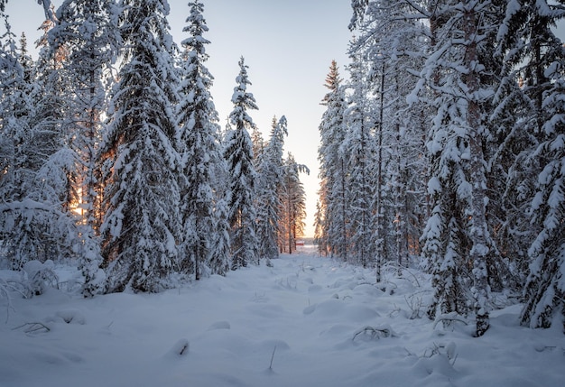 Un bosco innevato con un cielo blu sullo sfondo