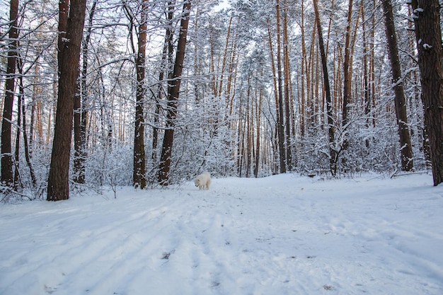 Un bosco innevato con una pecora bianca nella neve