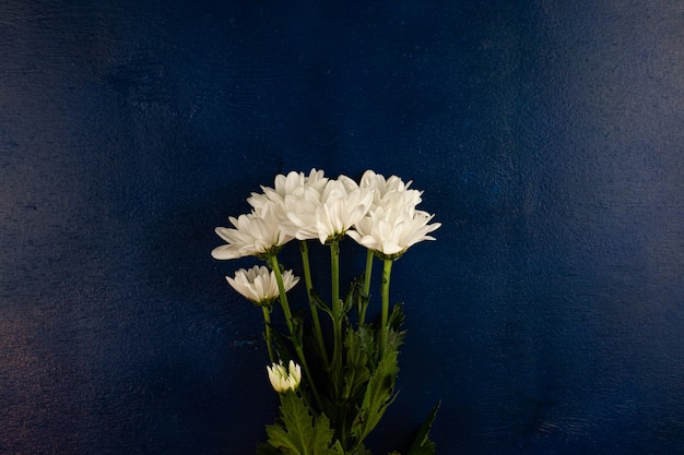 Un bouquet di bellissimi crisantemi bianchi su uno sfondo di legno nel colore blu di Mykonos