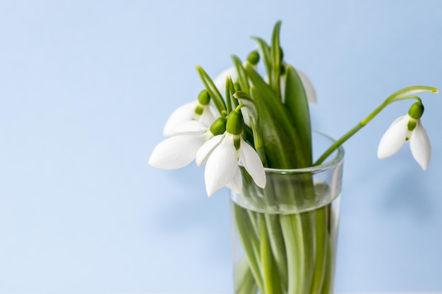 un bouquet di bucaneve in un bicchiere di tequila trasparente spruzza d'acqua sui petali prima primavera