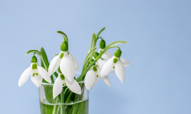 un bouquet di bucaneve in un bicchiere di tequila trasparente spruzza d'acqua sui petali prima primavera