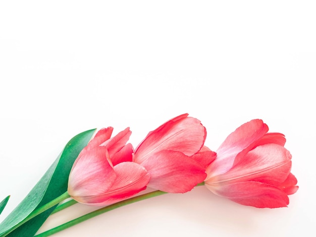 Un bouquet di delicati tulipani rosa chiaro su bianco con un posto per il testo
