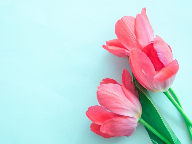 Un bouquet di delicati tulipani rosa su blu con un posto per il testo