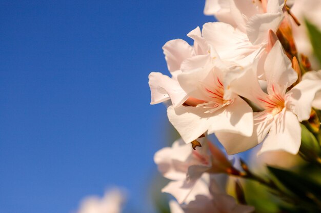 un bouquet di fiori che sono in un vaso