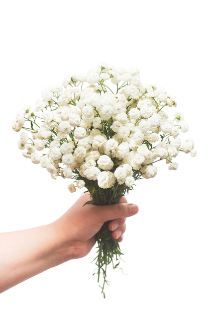 Un bouquet di fiori curativi achillea tiene in mano una ragazza è isolata su uno sfondo bianco. Achillea millefolium