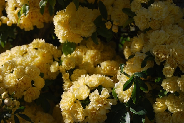 un bouquet di fiori gialli che sono fuori