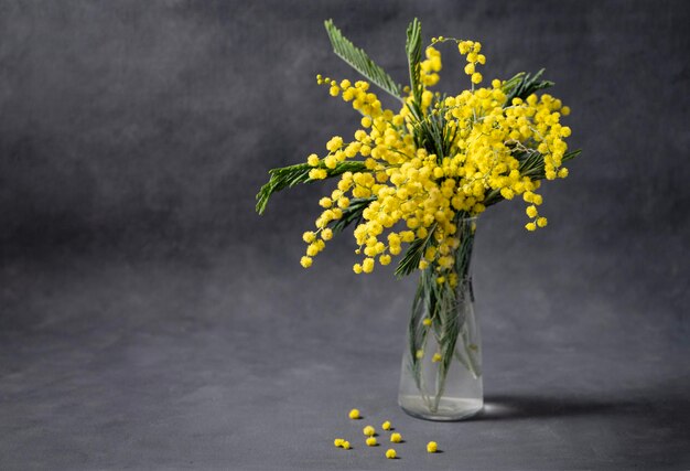 Un bouquet di fiori mimosa gialli si trova in un vaso di vetro su uno sfondo grigio scuro