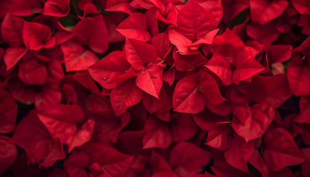 un bouquet di fiori rossi che sono fuori