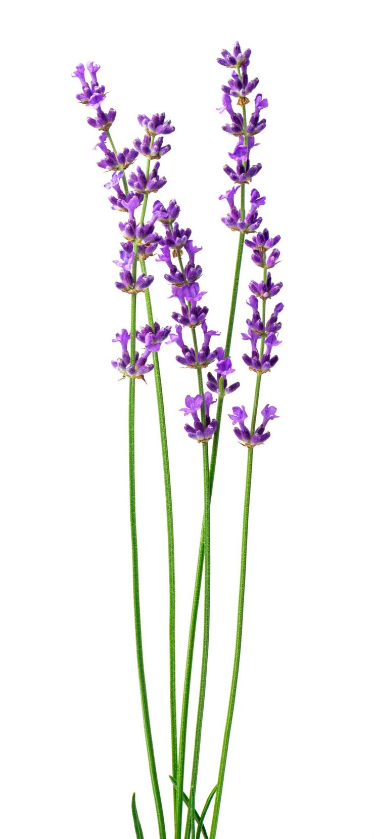 un bouquet di fiori viola che sono su uno sfondo bianco