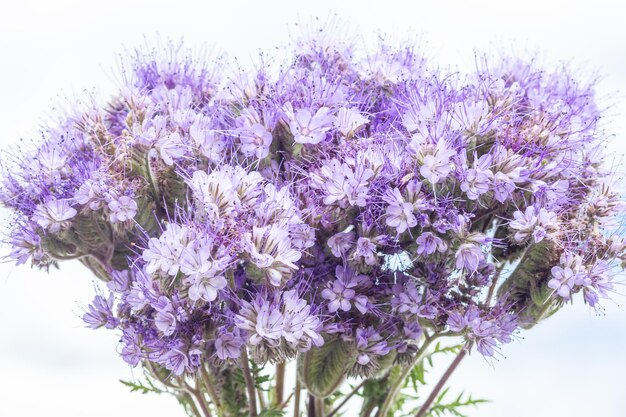 Un bouquet di fiori viola Fiori di prato La bellezza è nella natura