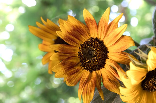 Un bouquet di girasoli