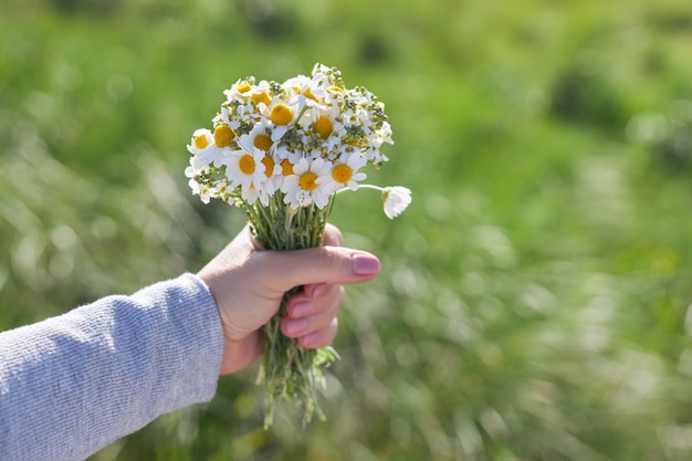 Un bouquet di margherite di campo in una mano femminile