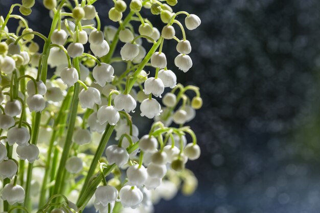 Un bouquet di mughetti primaverili su uno sfondo sfocato.