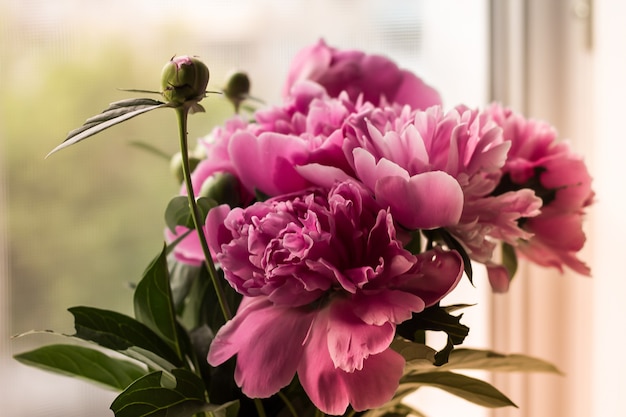 Un bouquet di peonia rosa tenue su uno sfondo sfocato chiaro