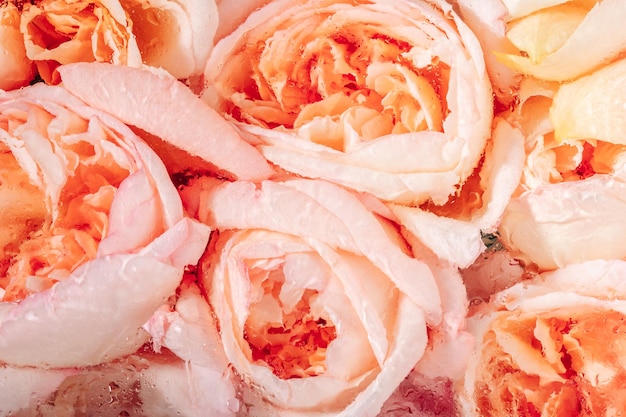 Un bouquet di rose di peonia rosa tenue dietro un vetro appannato