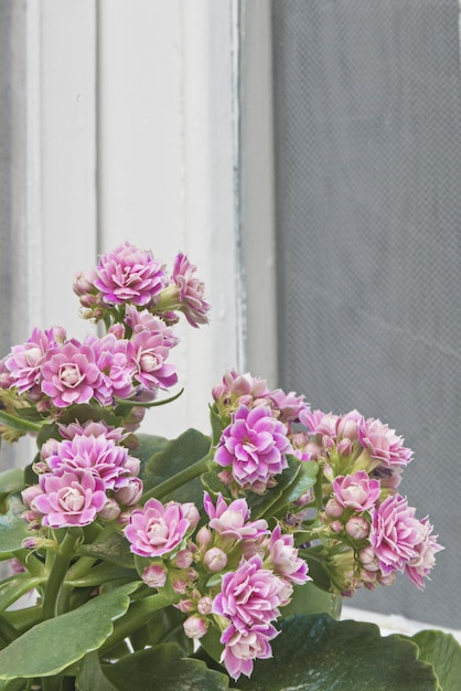 Un bouquet di una pianta fiorita rosa in una finestra