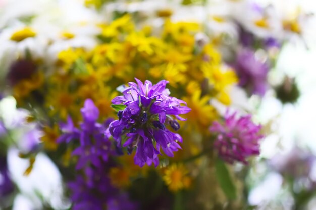 Un bouquet di vivaci fiori estivi