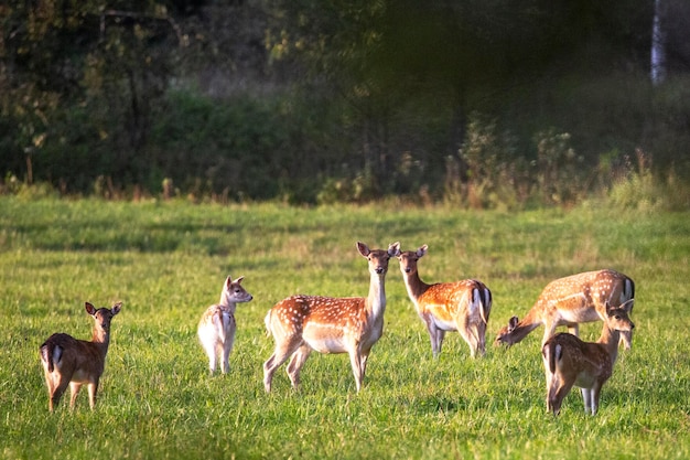 Un branco di bellissimi cervi sika si crogiola al sole in una foresta