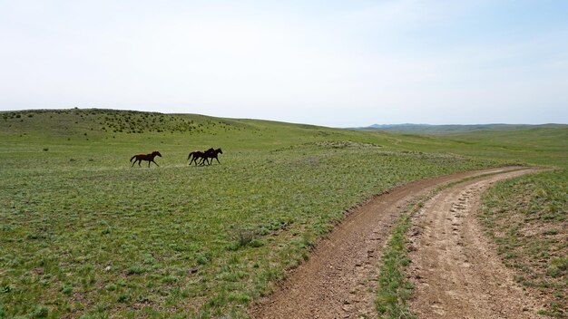 Un branco di cavalli corre su un prato verde