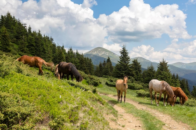 Un branco di cavalli pascola nelle verdi montagne