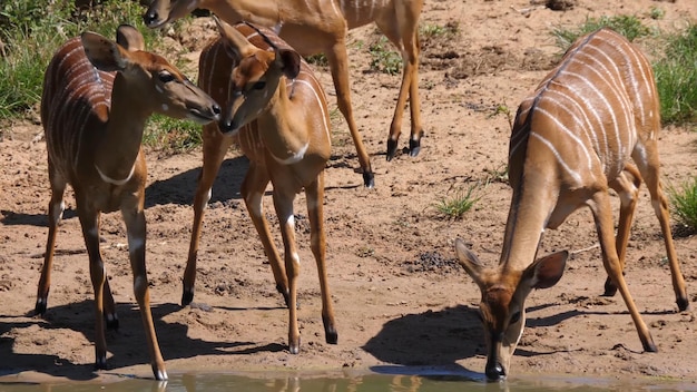 Un branco di cervi che bevono acqua da uno stagno