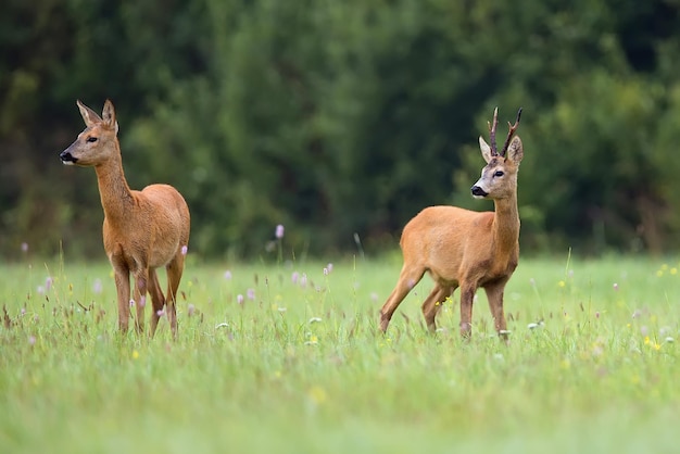 Un branco di cervi in un campo con alberi sullo sfondo