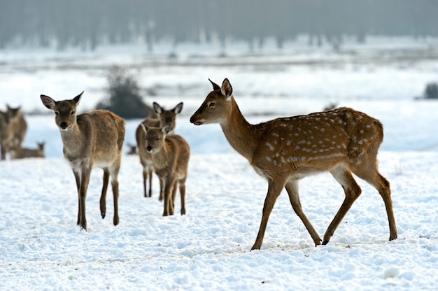 Un branco di cervi maculati in inverno