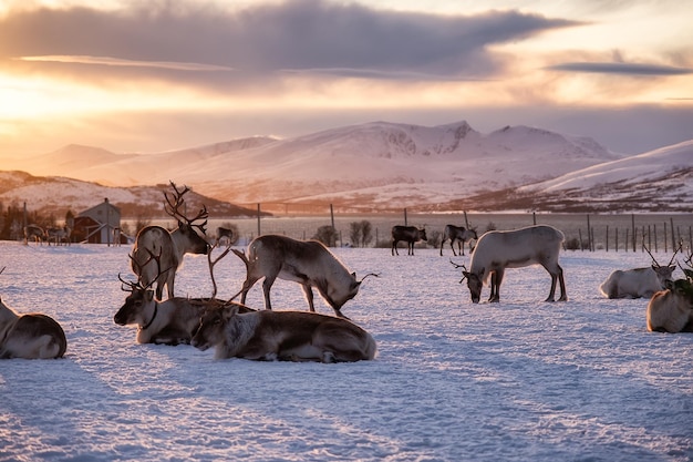 Un branco di cervi nella neve durante il tramonto Animali nella fauna selvatica Paesaggio invernale durante il tramonto con i cervi Tromso Norvegia viaggio