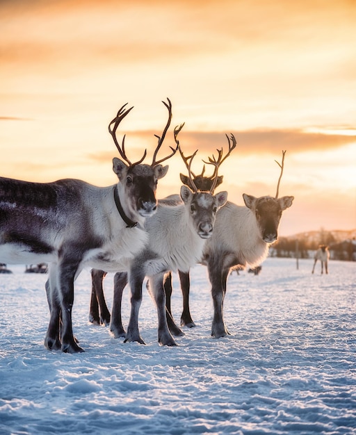 Un branco di cervi nella neve durante il tramonto Animali nella fauna selvatica Paesaggio invernale durante il tramonto con i cervi Tromso Norvegia viaggio