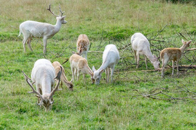 Un branco di daini (Dama dama) al pascolo nel Surrey