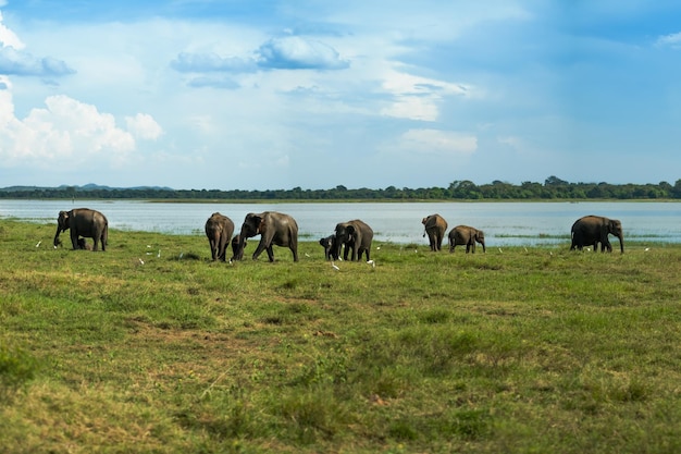 Un branco di elefanti asiatici in piedi vicino al lago nel parco nazionale