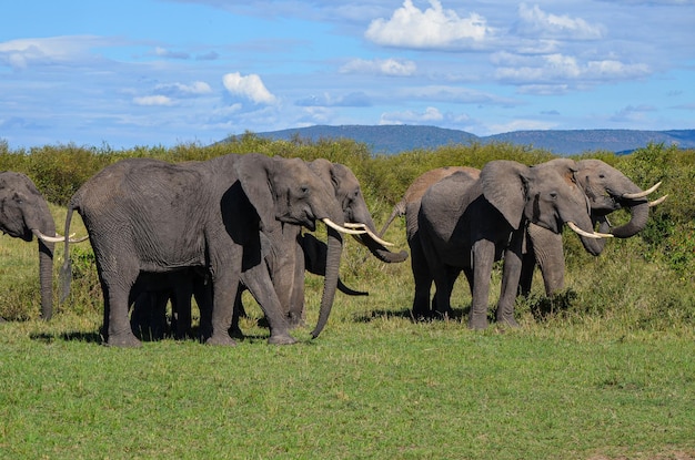 Un branco di elefanti nella savana