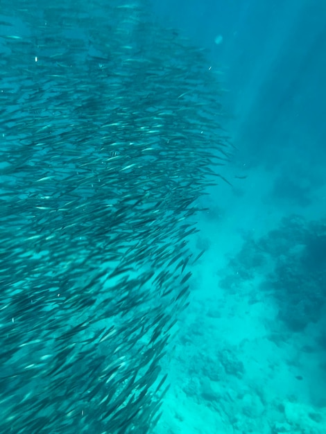 Un branco di sardine che nuotano nell'oceano