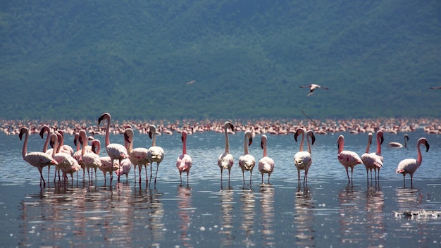 Un branco di uccelli appoggiati sulla riva del fiume