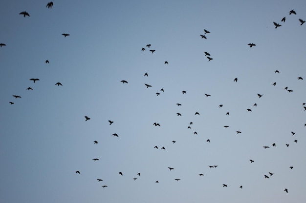 Un branco di uccelli che volano contro un cielo limpido