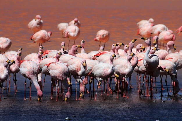 Un branco di uccelli nel lago