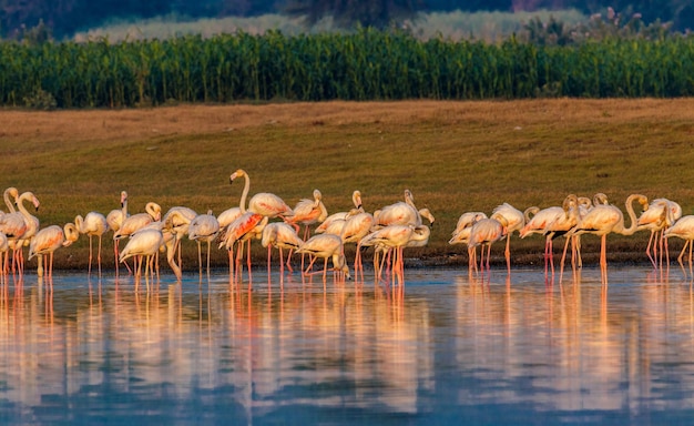 Un branco di uccelli nel lago