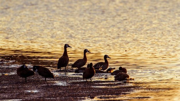Un branco di uccelli sulla riva del lago